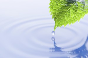a leaf over a body of water with a droplet on the tip falling into it