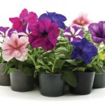 various annual flower pots