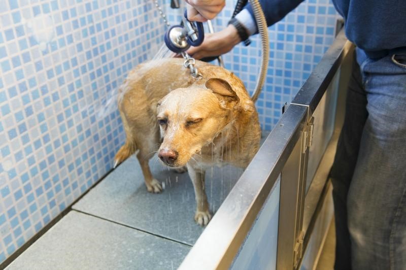 person bathing a dog in a small laundry room wash area